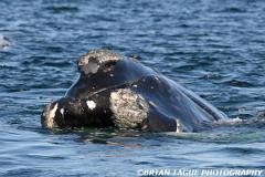 NorthAtlanticRightWhale-426 0381-150-4