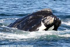 NorthAtlanticRightWhale-426 0434-150-4