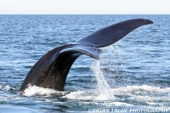 NorthAtlanticRightWhale-426 0475-150-4