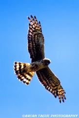 NorthernHarrier-746-07-150-4