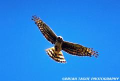 NorthernHarrier-747-15-150-4