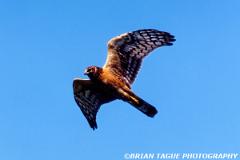 NorthernHarrier-750-18-crp1-150-4