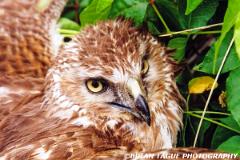 NorthernHarrier-834-10-crp-150-4