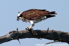 Osprey-293 9344-crp2-150-4