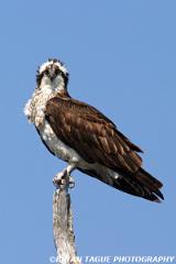 Osprey-294 9444-crp-150-4