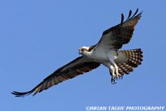 Osprey-294 9463-crp2-150-4