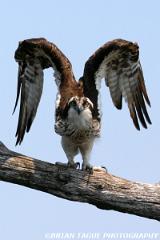 Osprey-295 9525-crp-150-4