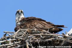 Osprey-309 0936-crp-150-4