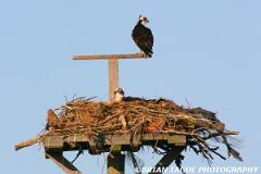 Ospreys-298 9854-crp-150-4