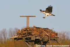 Ospreys-298 9879-crp-150-4