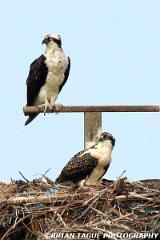 Ospreys-337 3773-crp3-150-4