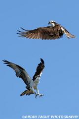 Ospreys-425 6367-150-4