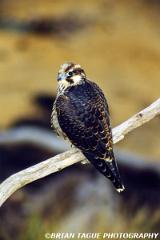 PeregrineFalcon-632-15-150-4