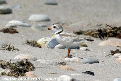 PipingPlover-190 9088-crp1-150-4