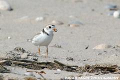 PipingPlover-191 9116-crp1-150-4