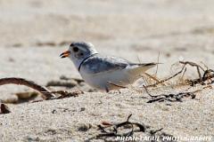PipingPlover-431 2915-crp2-150-4