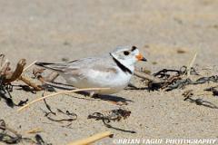 PipingPlover-431 2921-crp2-150-4