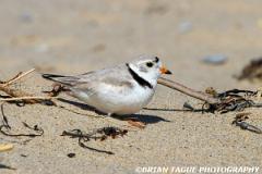 PipingPlover-431 2929-crp1-150-4