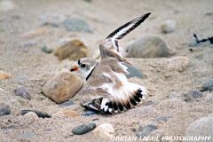 PipingPlover-974-09-150-4