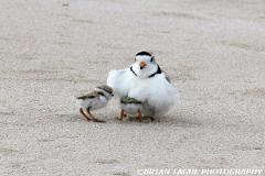 PipingPlovers-422 0777-150-4