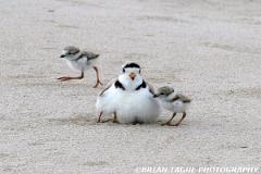 PipingPlovers-422 0786-150-4