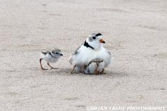 PipingPlovers-422 0787-150-4