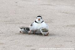 PipingPlovers-422 0789-150-4