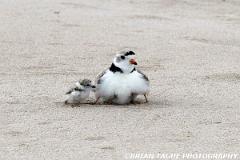 PipingPlovers-422 0802-150-4
