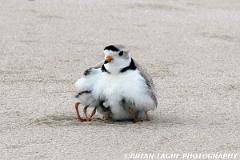 PipingPlovers-422 0808-150-4