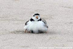 PipingPlovers-422 0817-150-4