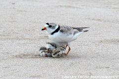 PipingPlovers-422 0824-150-4