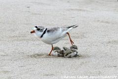 PipingPlovers-422 0825-150-4
