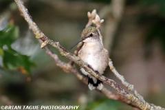 Ruby-throatedHummingbird-448 3541-150-4