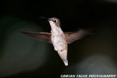 Ruby-throatedHummingbird-448 3641-150-4