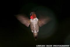 Ruby-throatedHummingbird-448 3699-crp-150-4