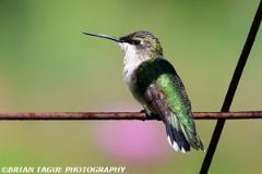 Ruby-throatedHummingbird-451 7000-150-4