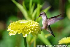 Ruby-throatedHummingbird-451 7076-crp2-150-4