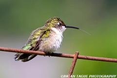 Ruby-throatedHummingbird-451 7143-crp1-150-4