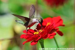 Ruby-throatedHummingbird-451 7285-crp1-150-4