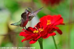 Ruby-throatedHummingbird-451 7291-crp1-150-4