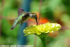 Ruby-throatedHummingbird-451 7303-crp1-150-4