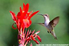Ruby-throatedHummingbird-451 8150-crp3-150-4