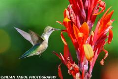 Ruby-throatedHummingbird-451 8405-crp2-150-4