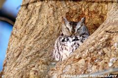 ScreechOwl-554-25-150-4