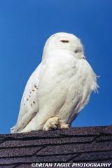 SnowyOwl-558-32-150-4