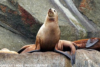 StellerSeaLion-355 5529-adj-crp2