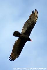 TurkeyVulture-128 2888-crp2-150-4