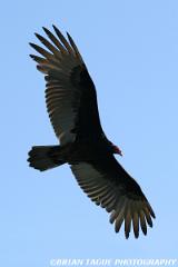 TurkeyVulture-425 6674-150-4