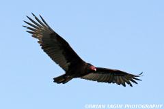 TurkeyVulture-425 6678-150-4