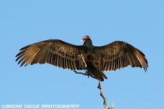 TurkeyVulture-425 6706-150-4